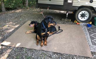 Shirley M.'s photo of camping with pets at Tall Pine Campground near Seaford, DE