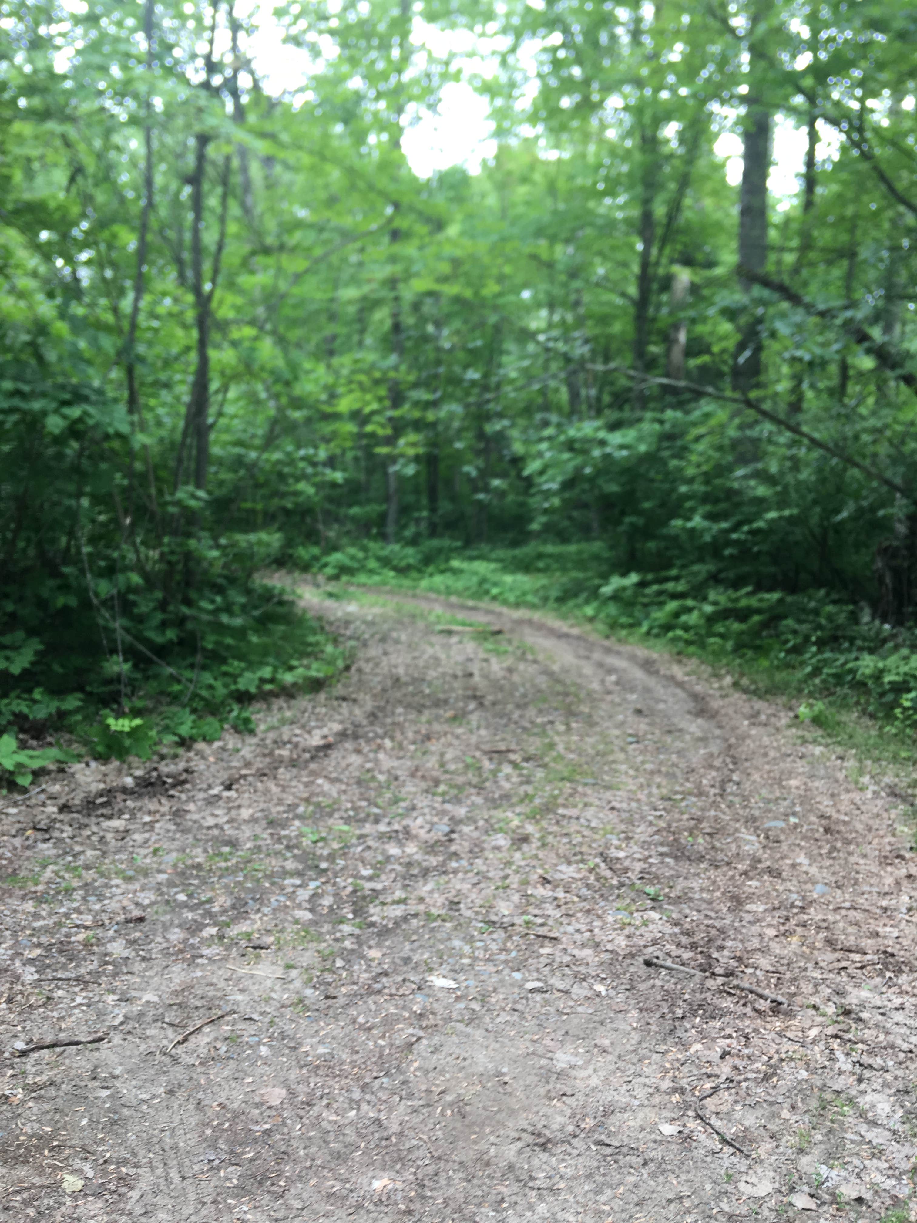 M44 Big Dick Lake Camping | Bigfork, MN