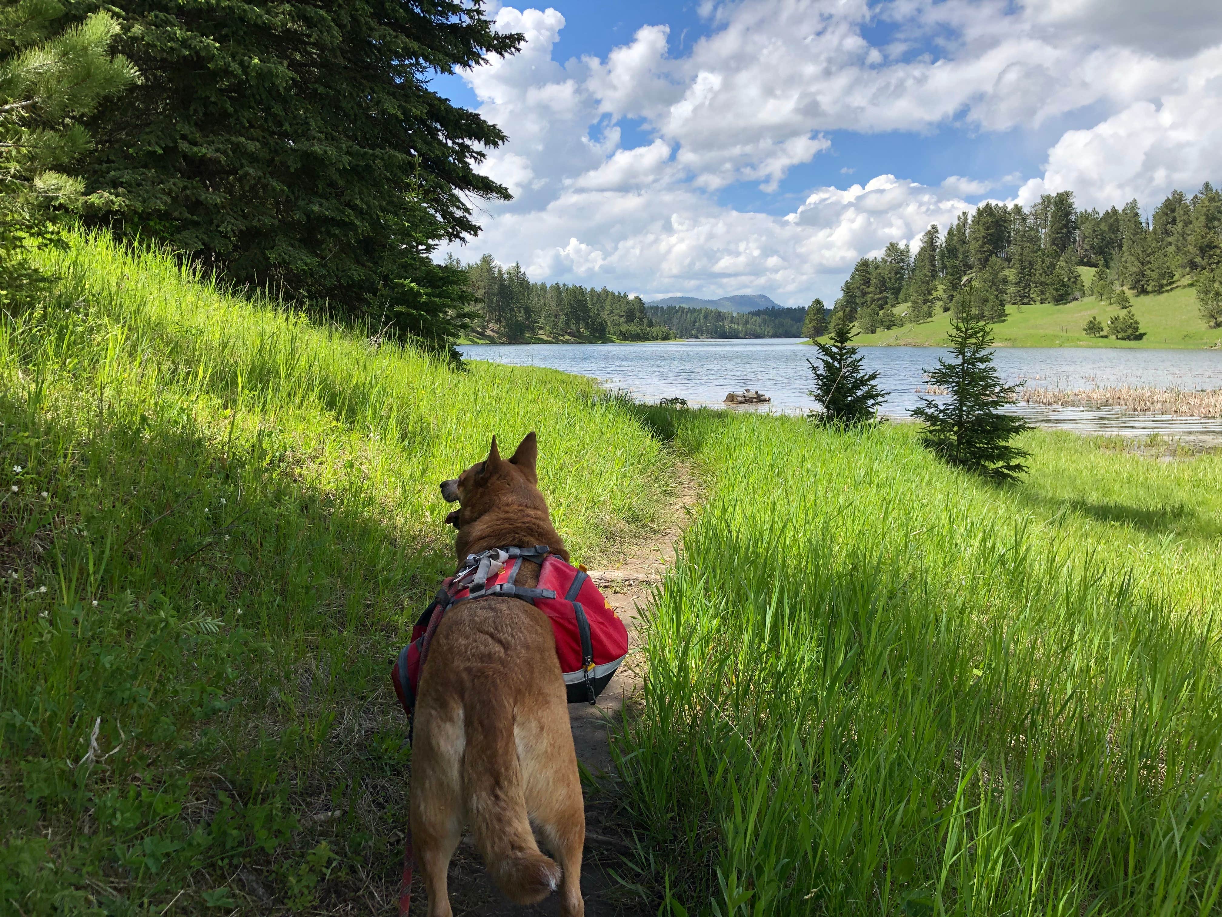 Art S.'s photo of camping with pets at Whitetail near Black Hills National Forest