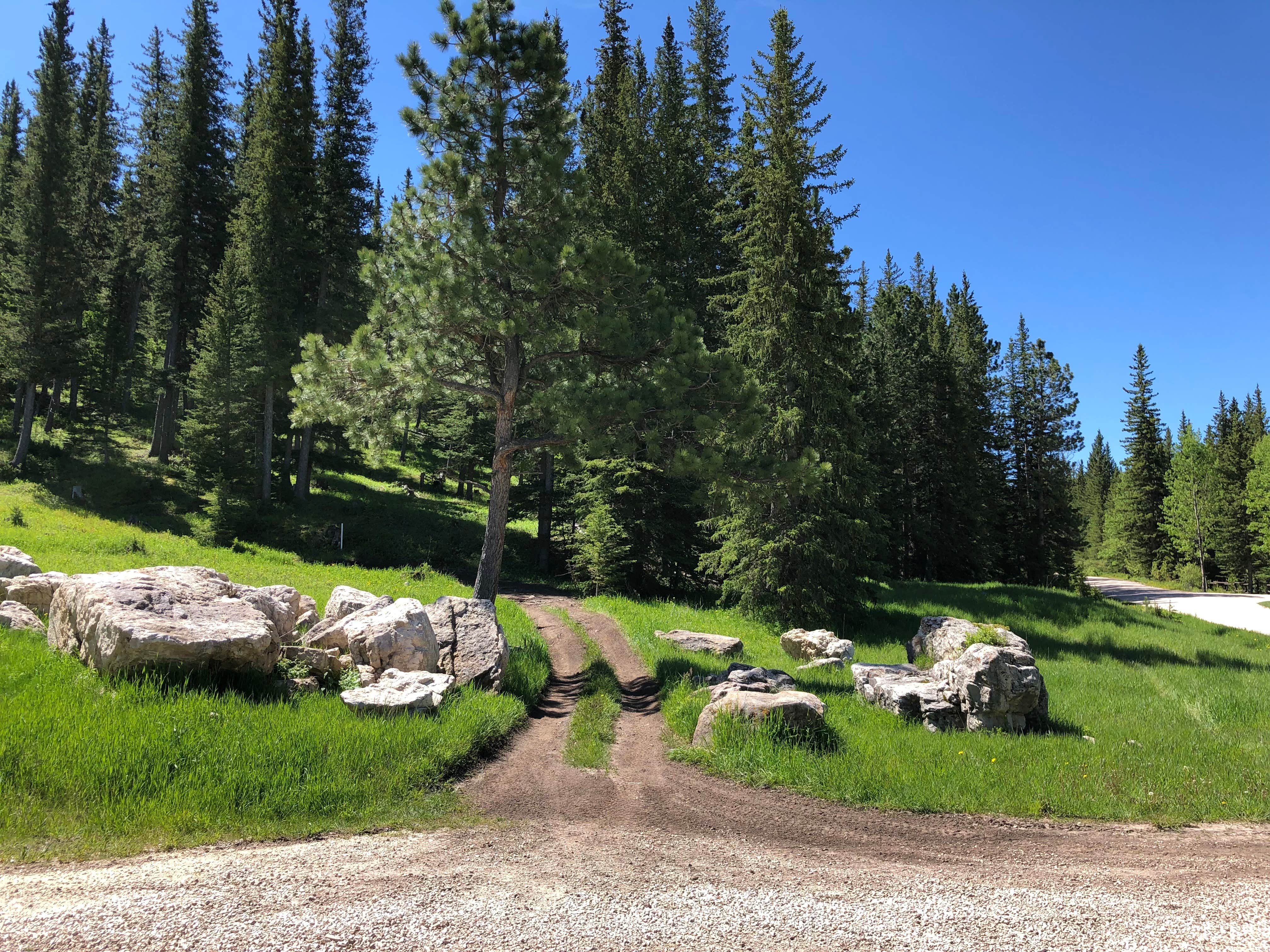 Camping near Black Hills National Forest Dutchman Campground: Ditch Creek, Black Hills National Forest, South Dakota
