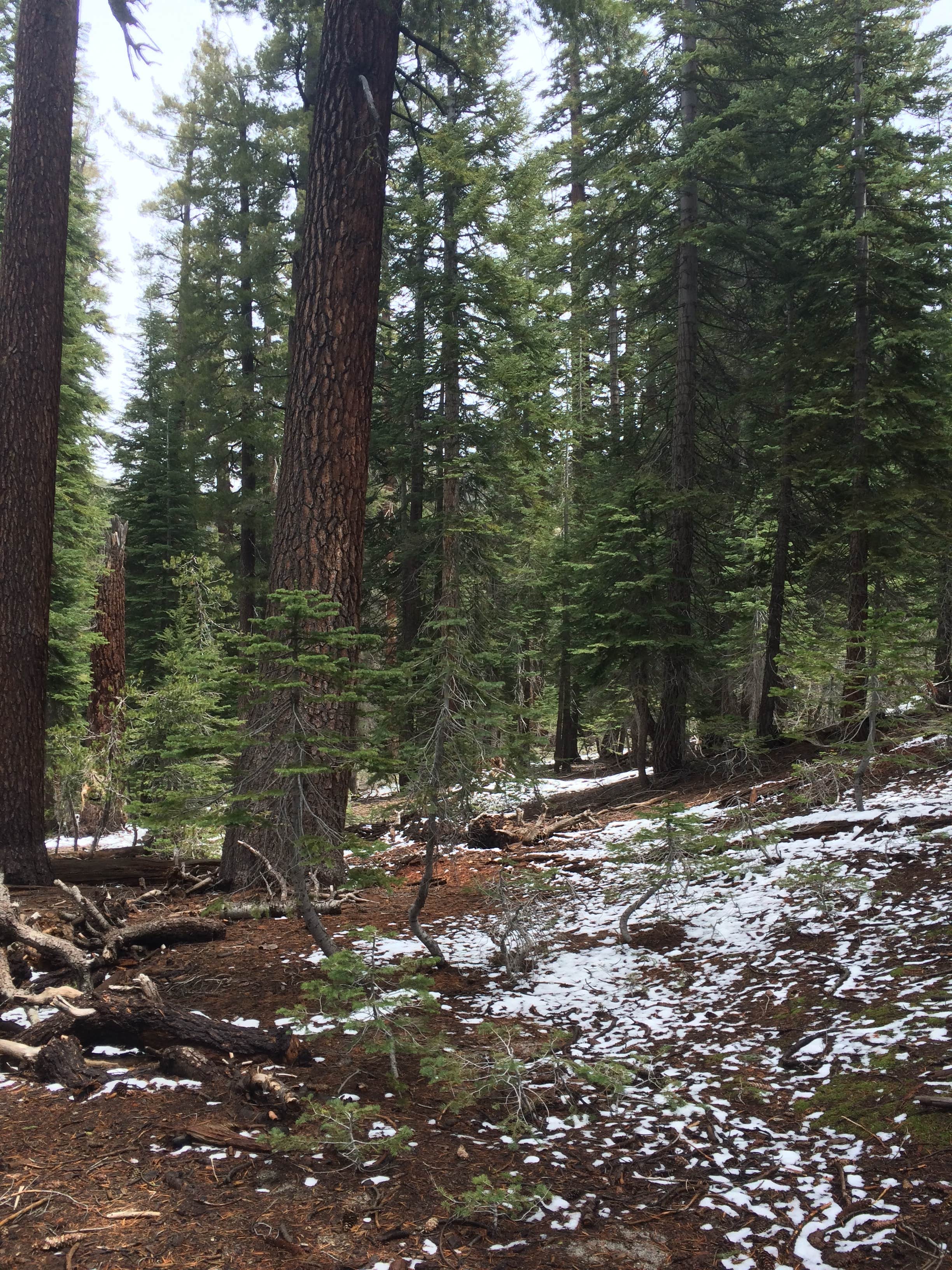 Camper submitted image from Tuolumne Meadows Campground — Yosemite National Park - 2