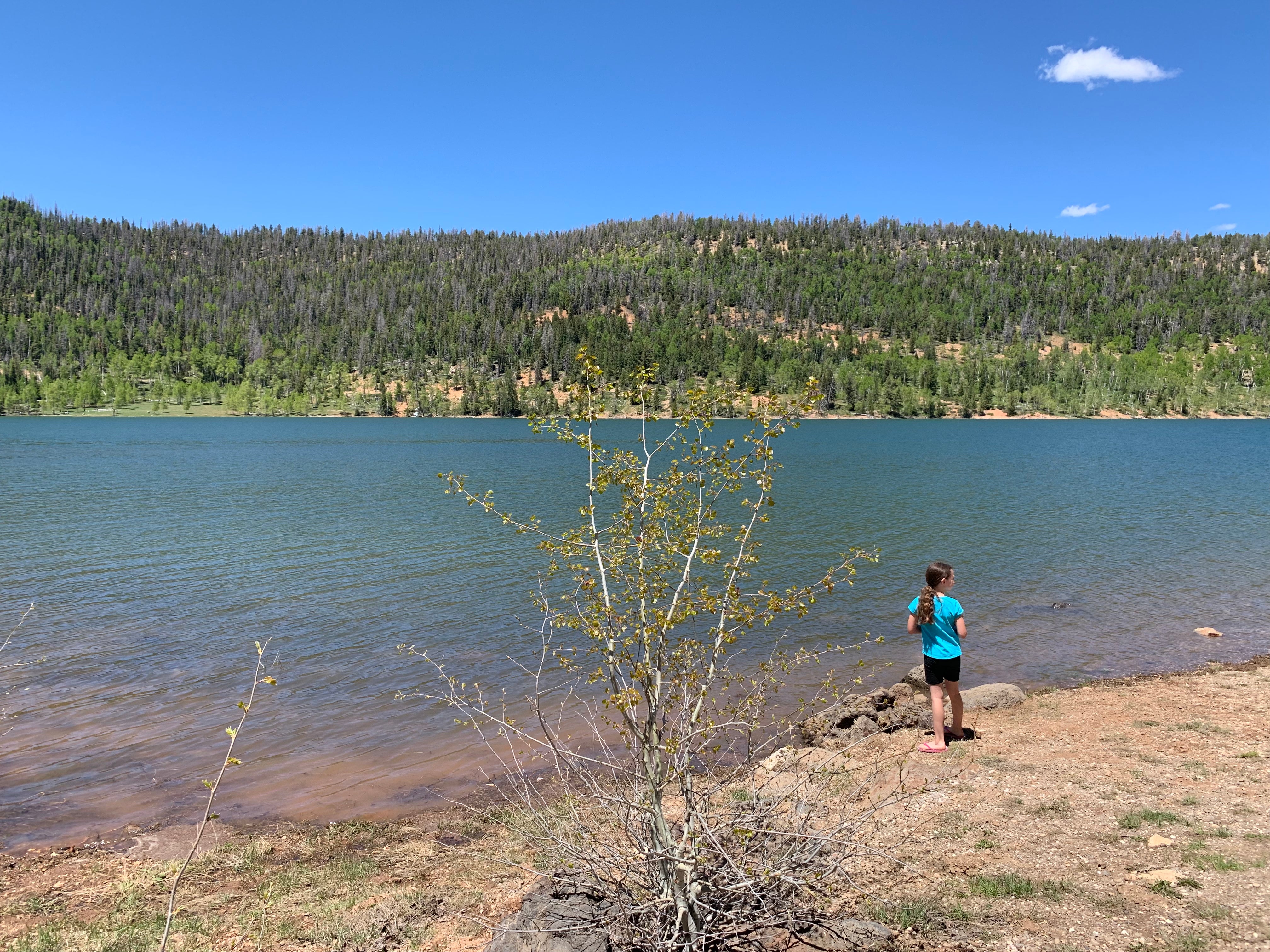 Camper submitted image from Navajo Lake Campground - 5