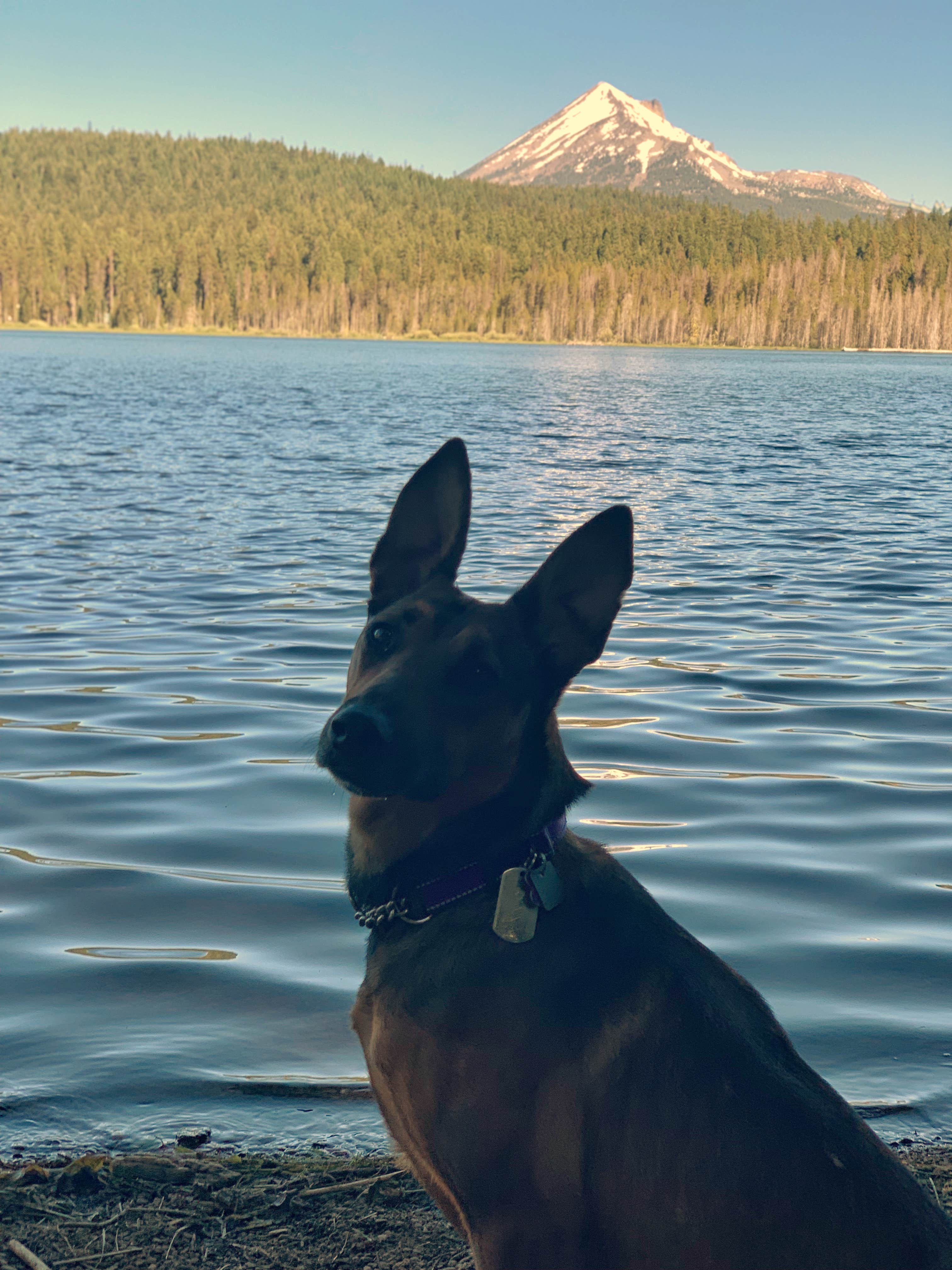 Abby F.'s photo of camping with pets at Rainbow Bay at Lake of the Woods near Chiloquin, OR