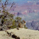 Review photo of Mather Campground — Grand Canyon National Park by Meg  S., September 1, 2015