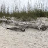 Review photo of Little Talbot Island State Park Campground by Denise O., June 26, 2019