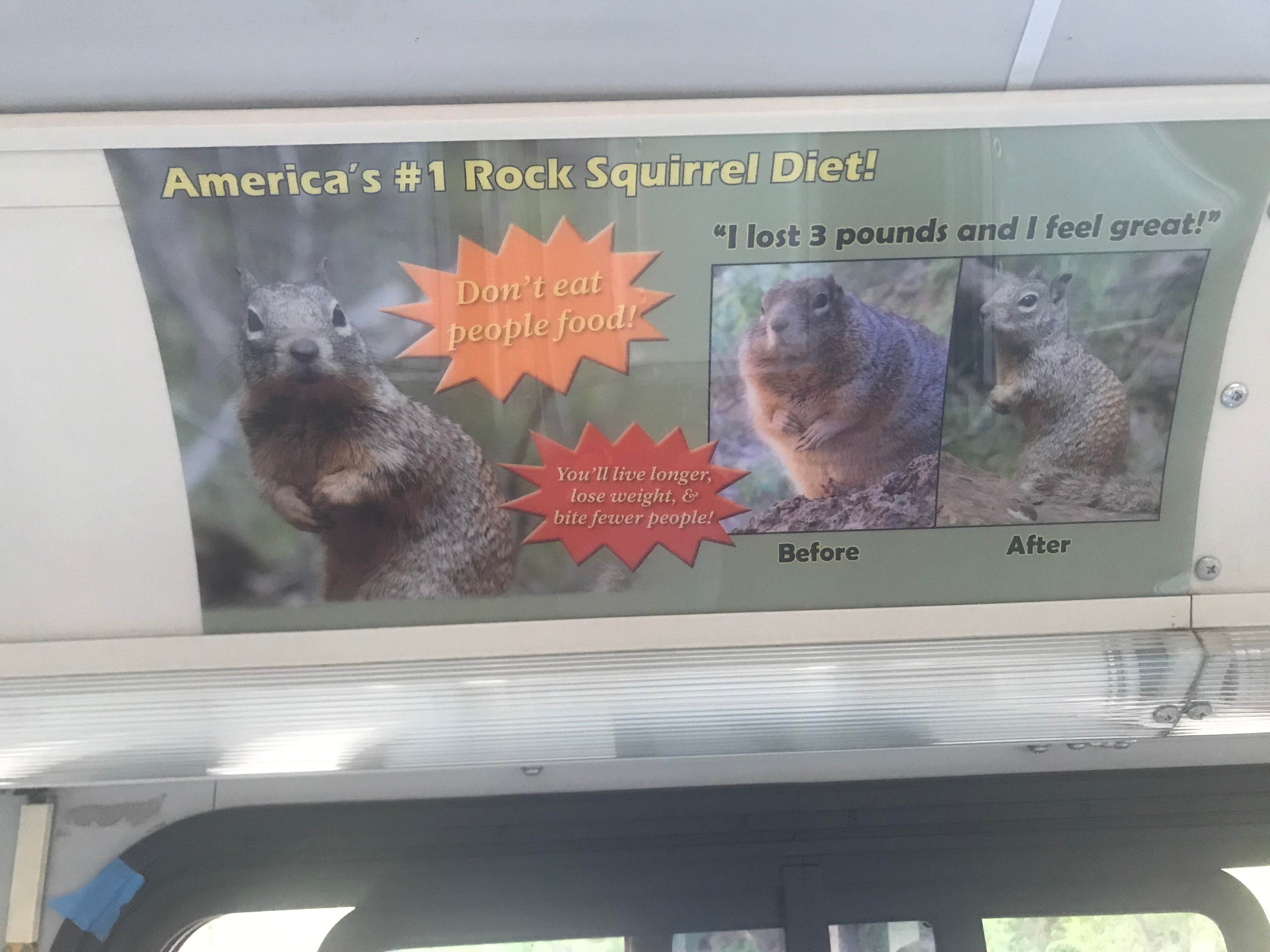 Krista T.'s photo of camping with pets at Watchman Campground — Zion National Park in Utah