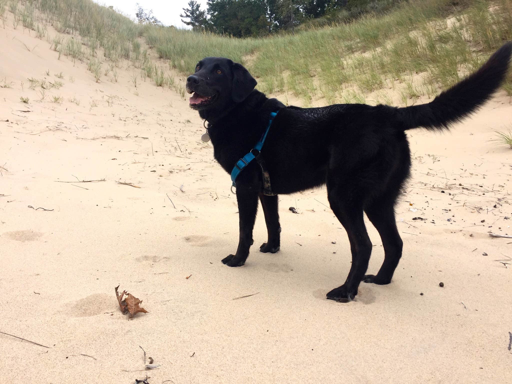 Nicole P.'s photo of camping with pets at Dunewood Campground — Indiana Dunes National Park near South Bend, IN