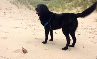 Nicole P.'s photo of camping with pets at Dunewood Campground — Indiana Dunes National Park near Michigan City, IN