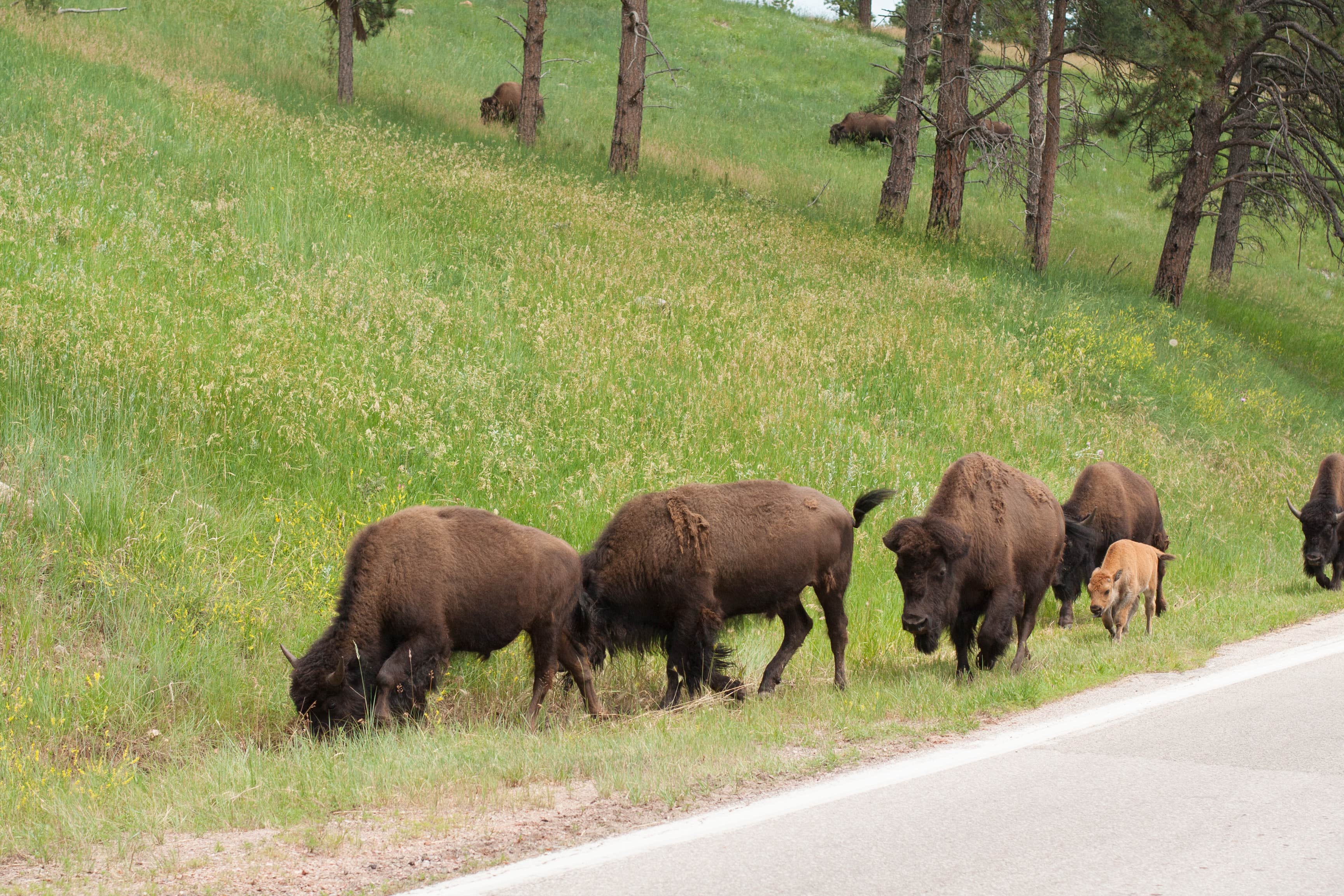 Camper submitted image from Game Lodge Campground — Custer State Park - 4