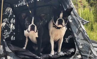 Jonathan L.'s photo of camping with pets at Many Pines Campground near Hobson, MT