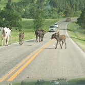 Review photo of Game Lodge Campground — Custer State Park by Matt S., September 4, 2016