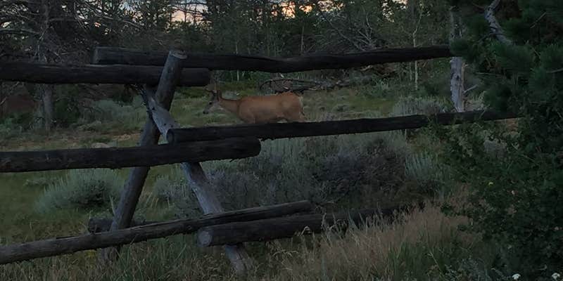 Camper submitted image from Forest Service Road 700 Designated Dispersed Camping