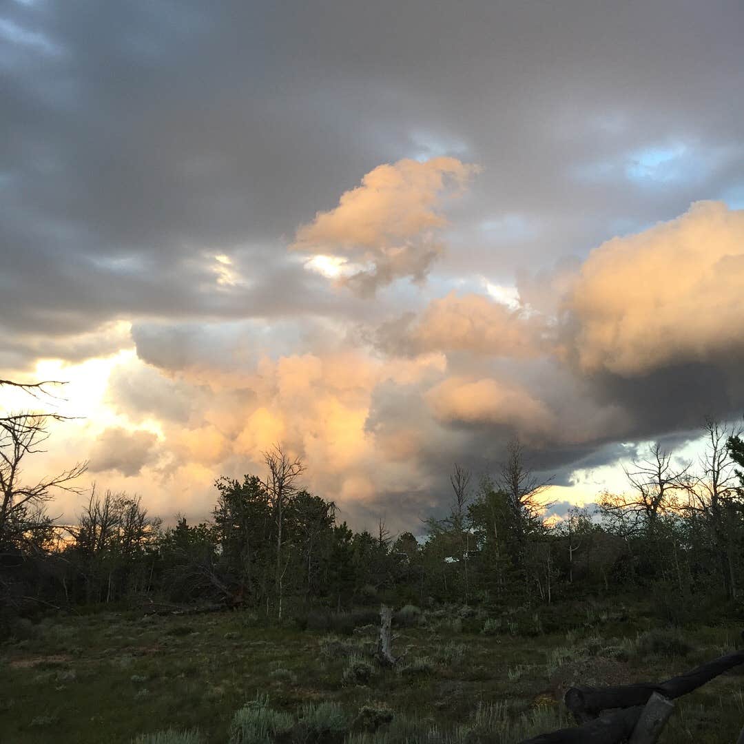 Bryan B.'s photo of a dispersed camping area at Forest Service Road 700 Designated Dispersed Camping near Livermore, CO