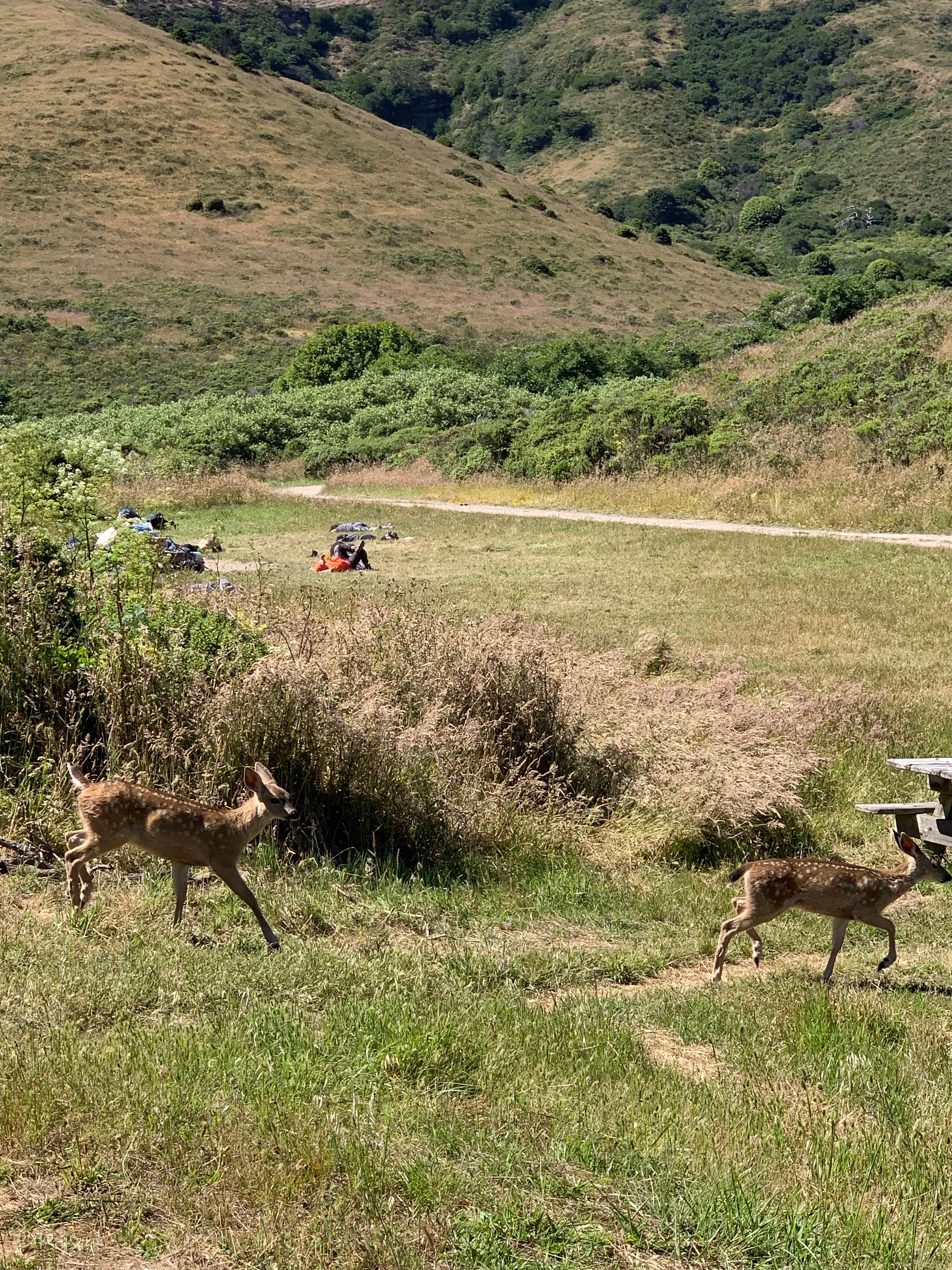 Camper-submitted photo at Coast Campground — Point Reyes National Seashore near Point Reyes National Seashore