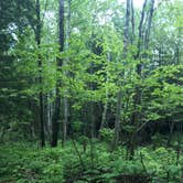 Review photo of Cascade River State Park Campground by Ashley W., June 27, 2019