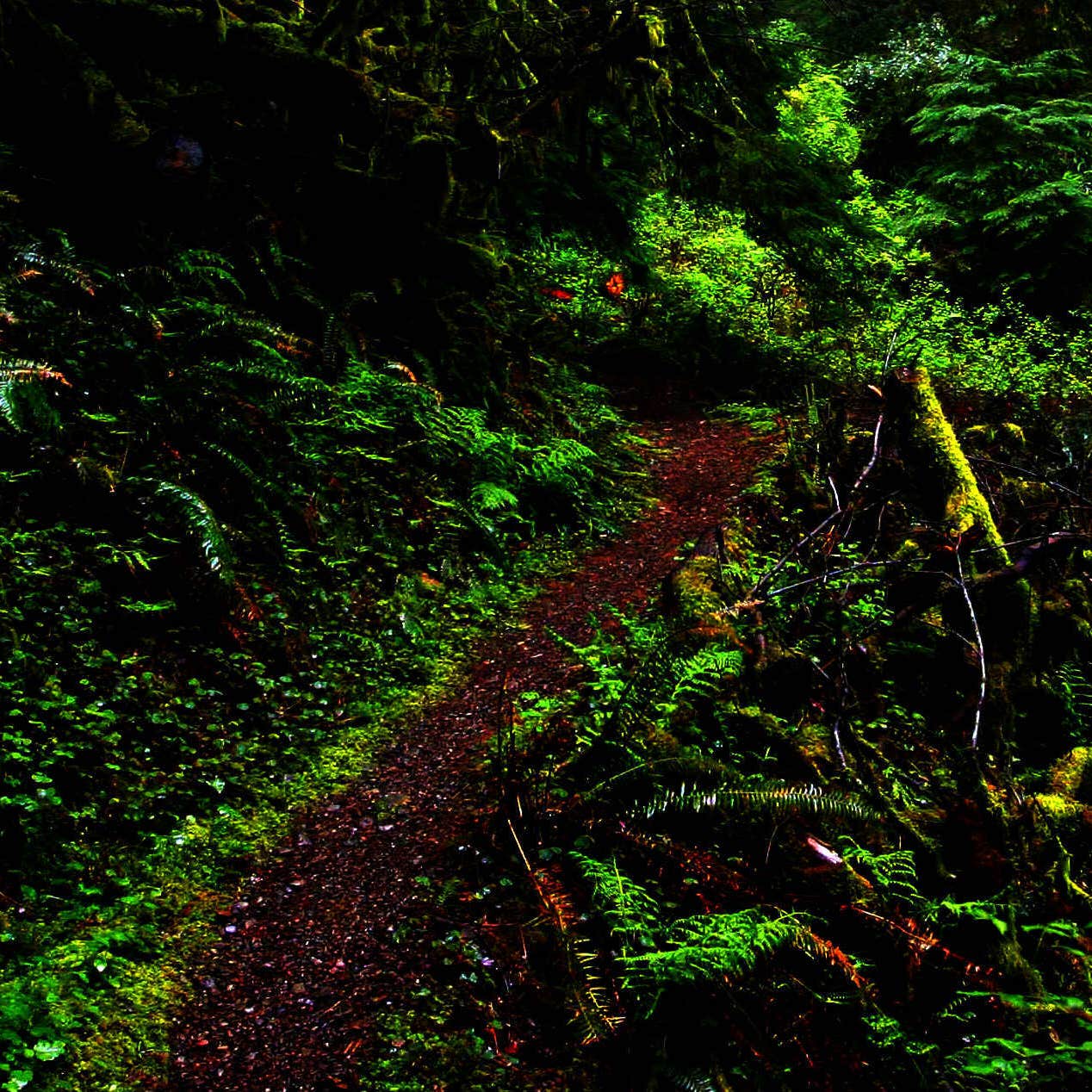 Alder Flat Camping The Dyrt