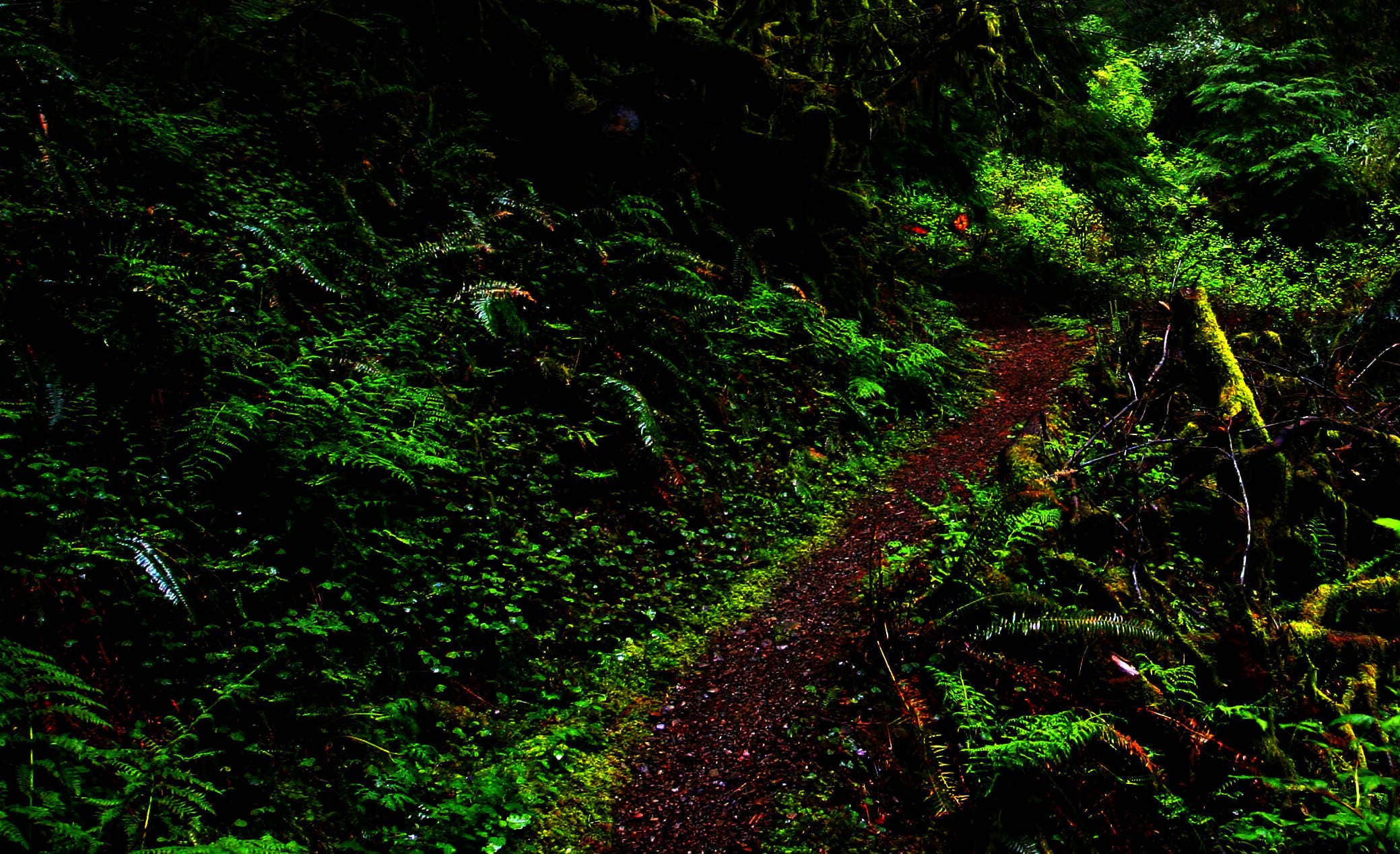 Camper submitted image from Alder Flat - 5