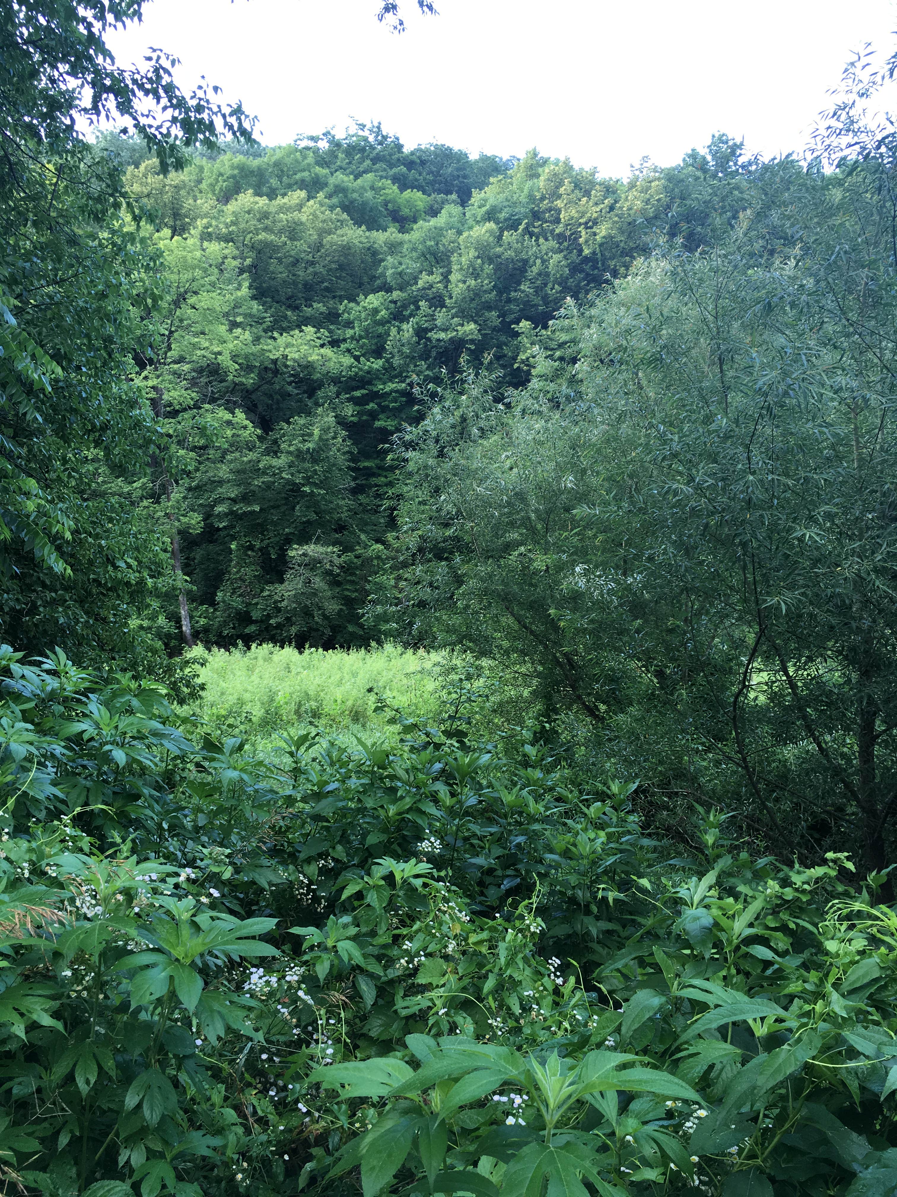 Camper-submitted photo at Twin Bridges County Park near Colesburg, IA