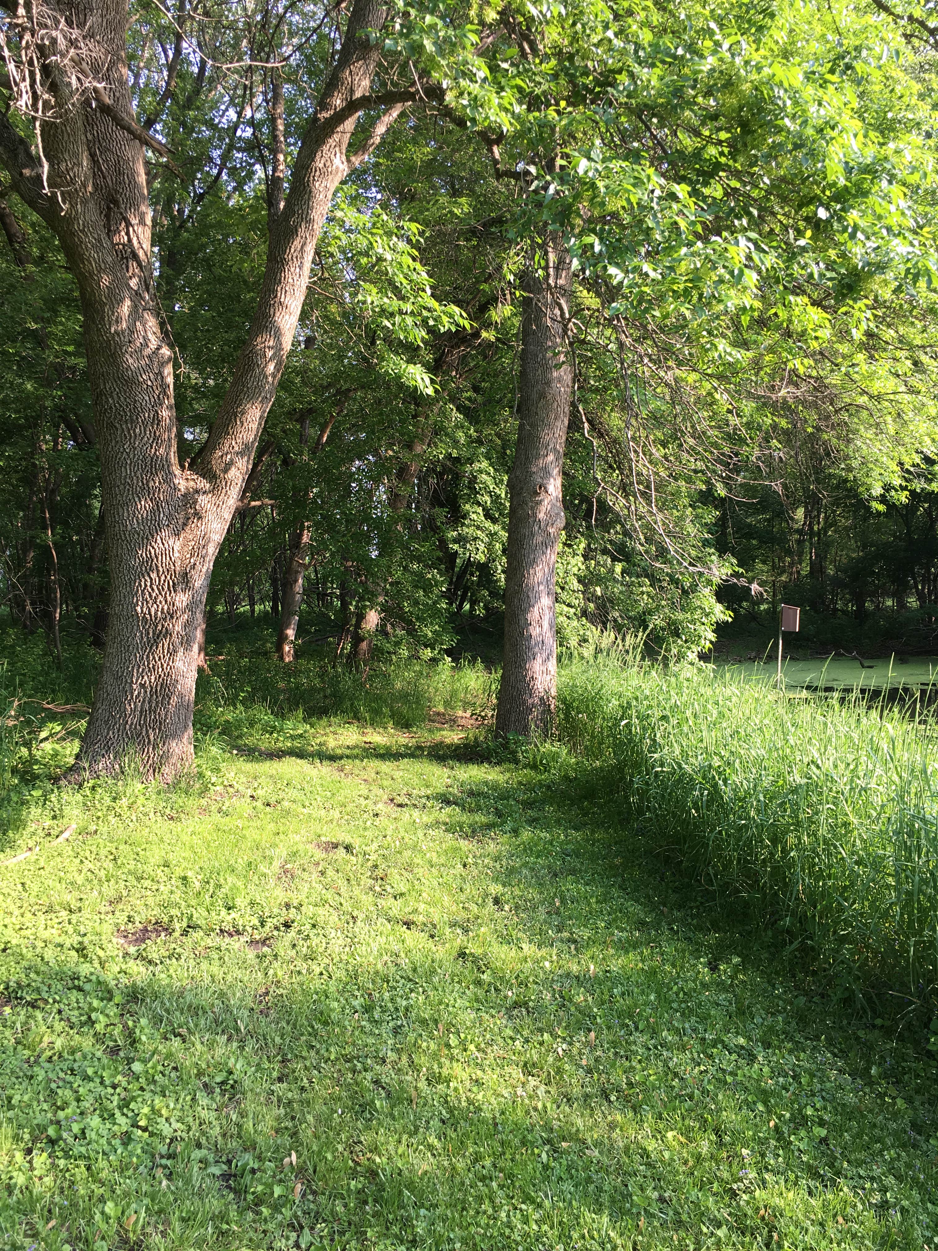 Camper-submitted photo at Roadman Roadside Park near Gladbrook, IA