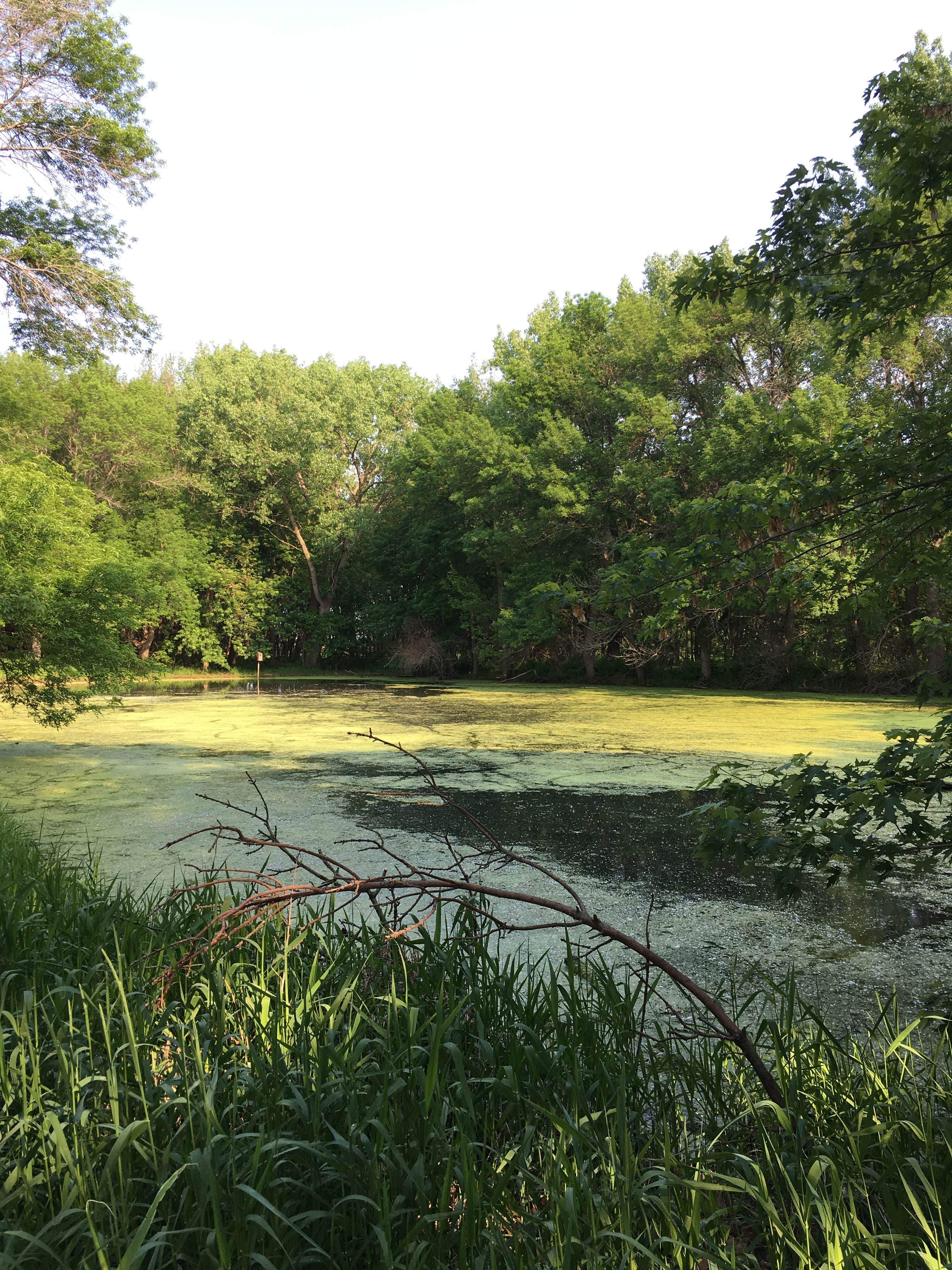 Camper-submitted photo at Roadman Roadside Park near Gladbrook, IA