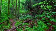 Camper-submitted photo at Alder Flat near Gervais, OR