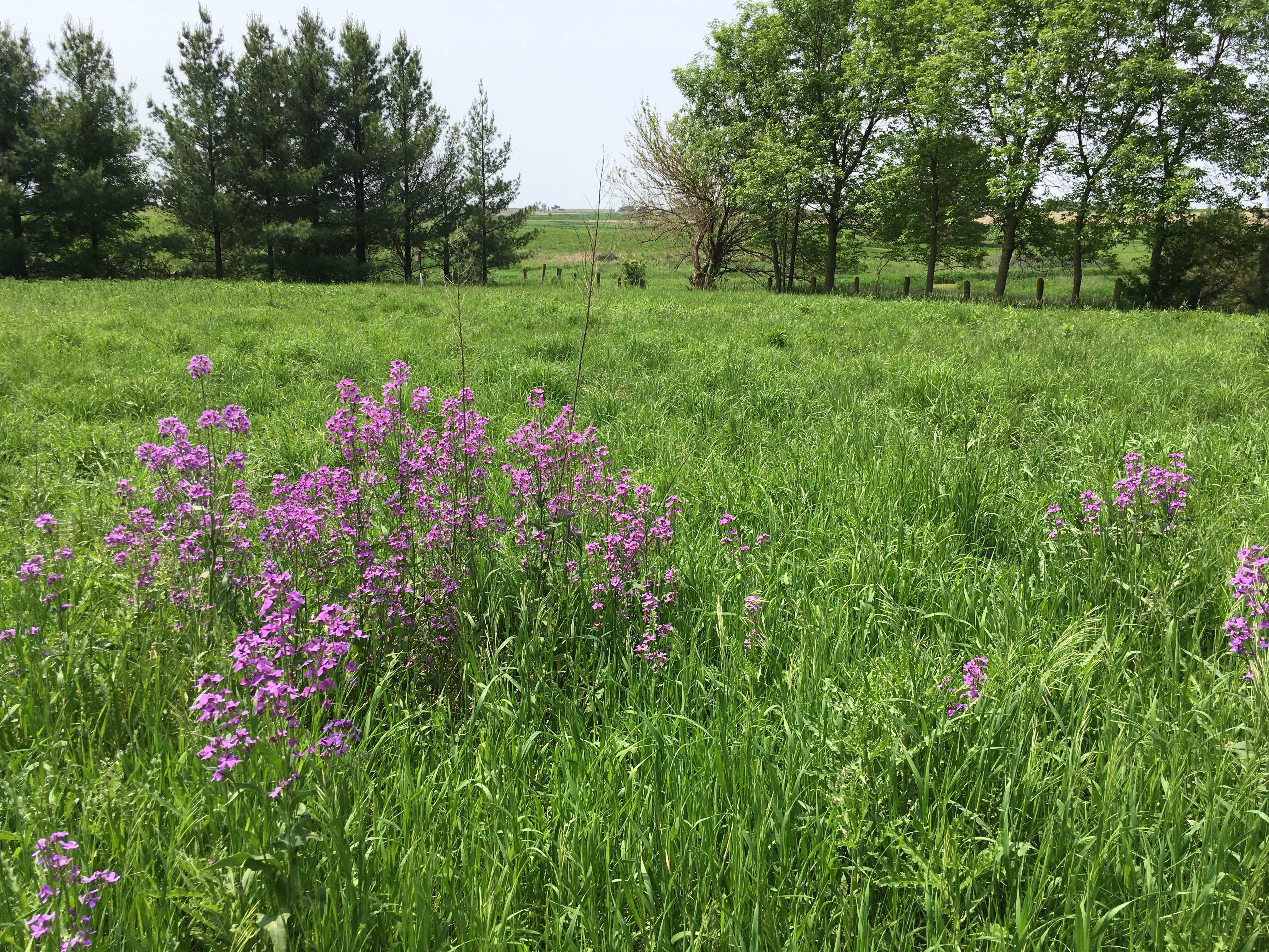 Camper-submitted photo at Reiff Park near Lake View, IA
