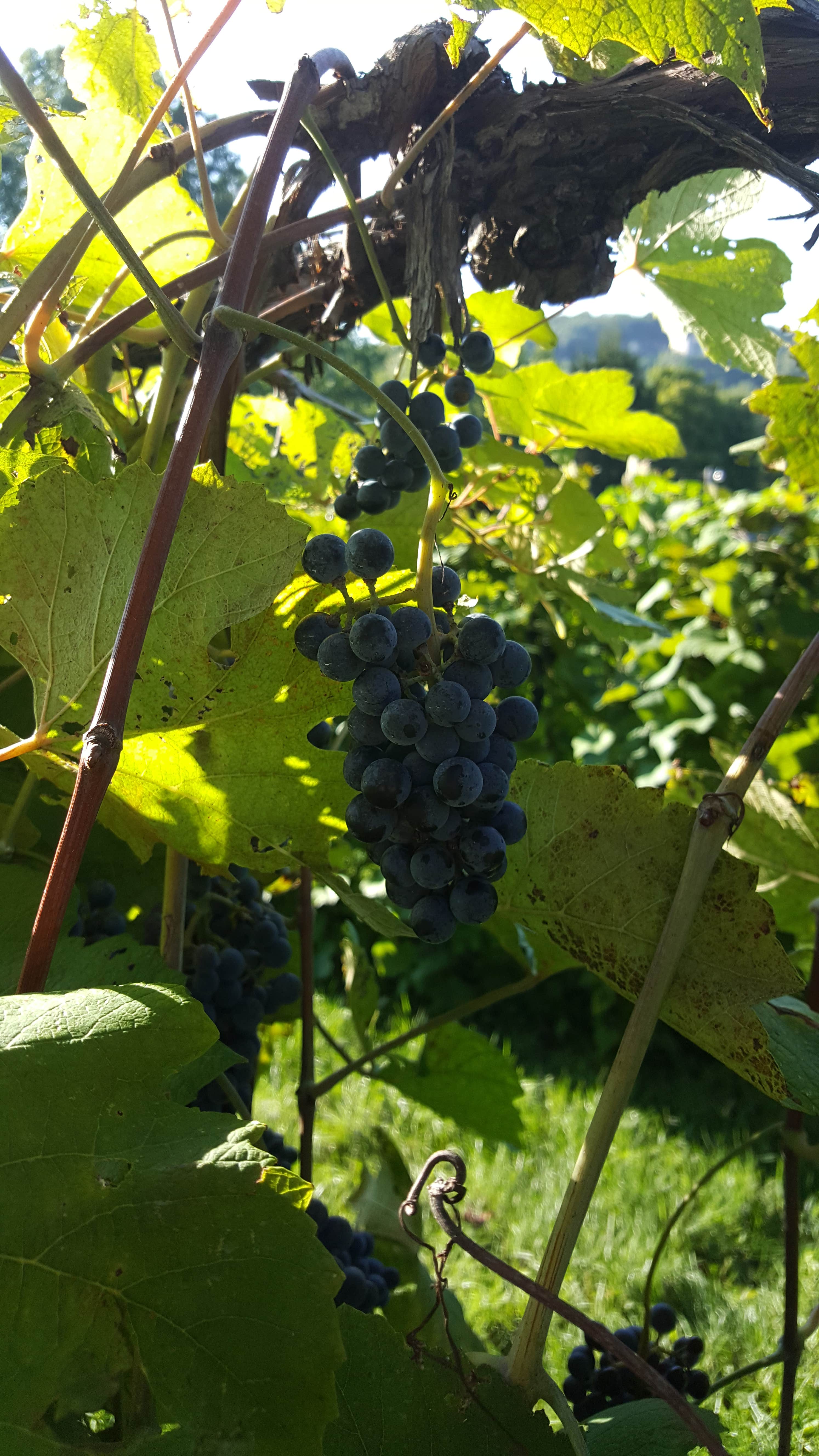 Camper-submitted photo at Hermann City RV Park near Grover, MO