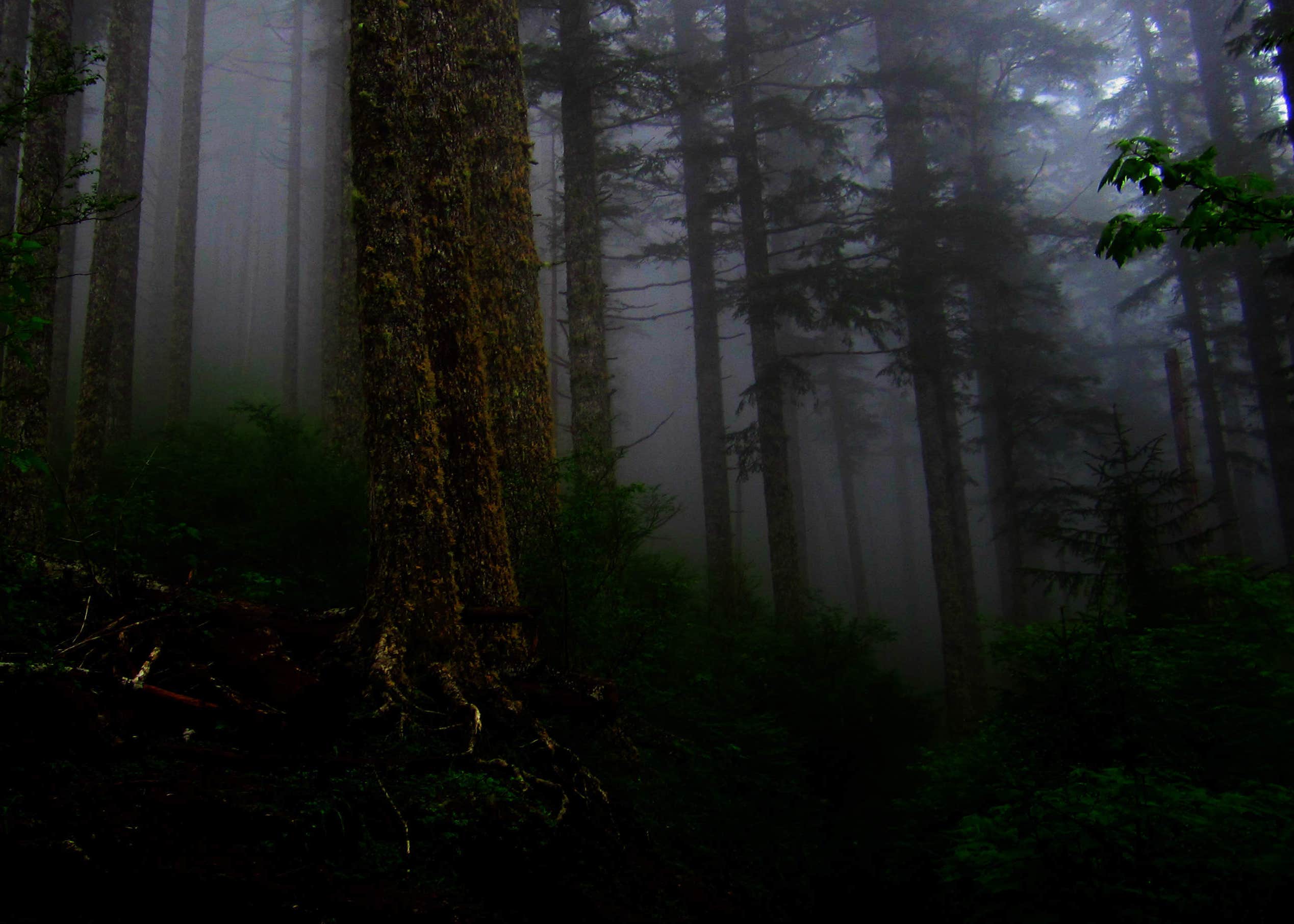 Alder Flat Camping The Dyrt