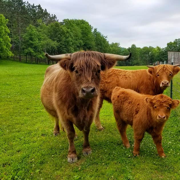 Shady Rest Acres Camping Hokah, MN
