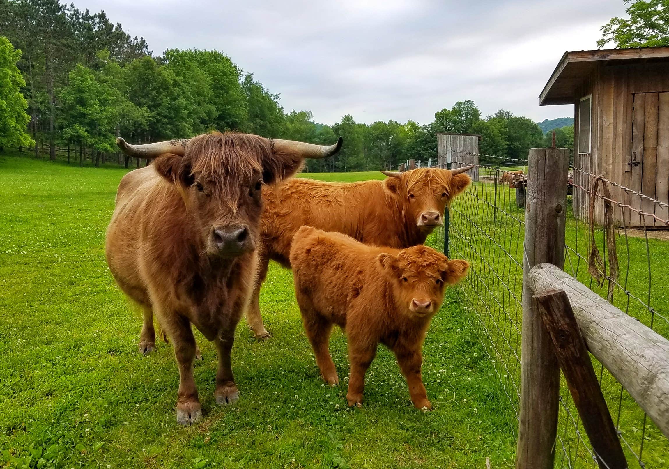 Animals