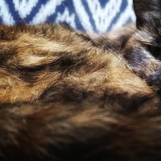 Shady Rest Acres Camping Hokah, MN