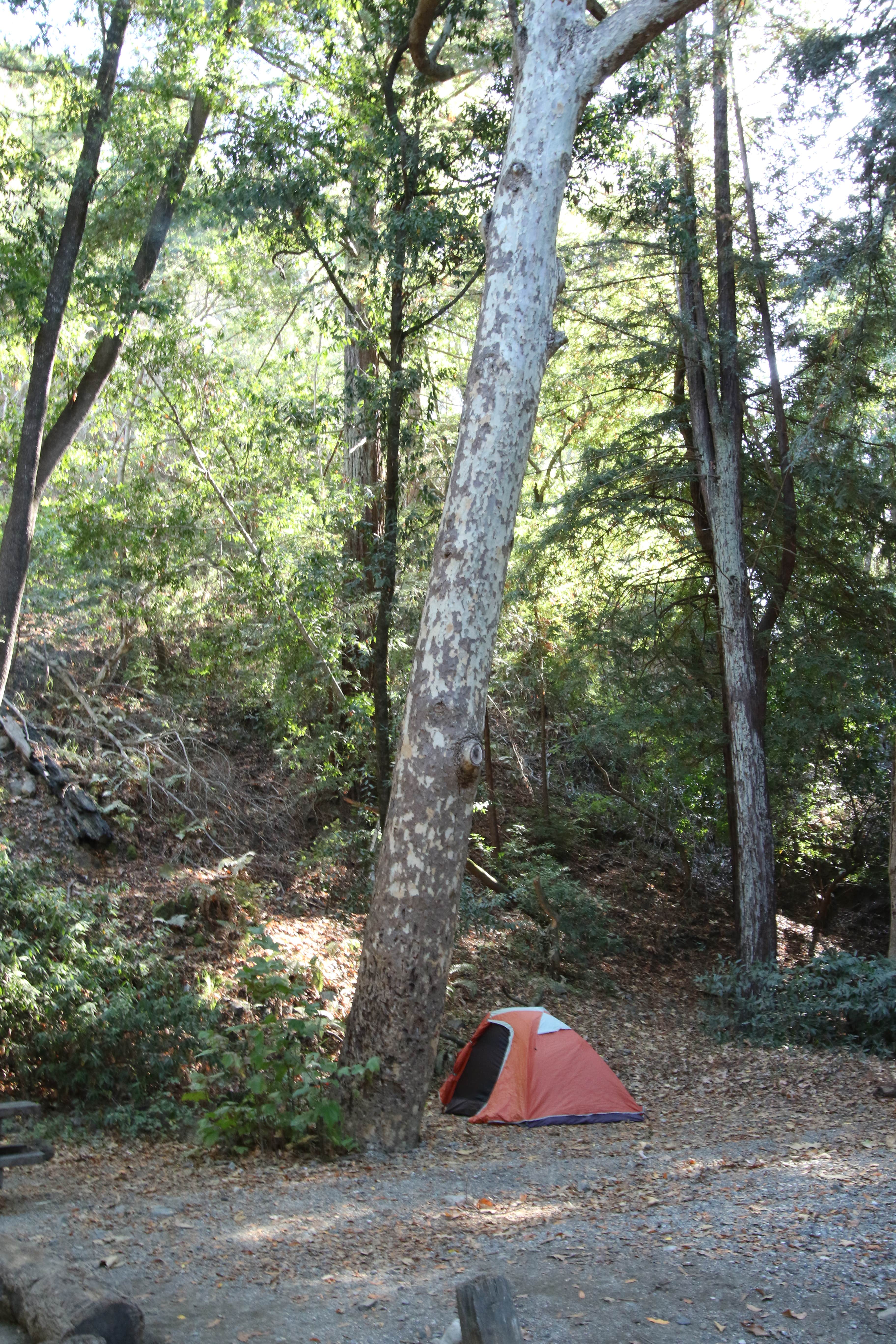 Camper submitted image from Julia Pfeiffer Burns Environmental Camping — Julia Pfeiffer Burns State Park - 5