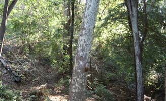 Hayley K.'s photo at Julia Pfeiffer Burns Environmental Camping — Julia Pfeiffer Burns State Park near Soledad, CA