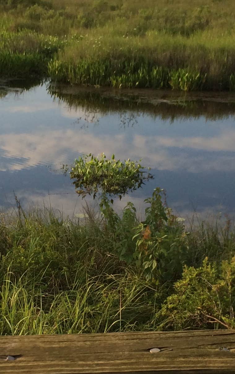Camper-submitted photo at White’s Bayou RV Park near Pearl River, LA