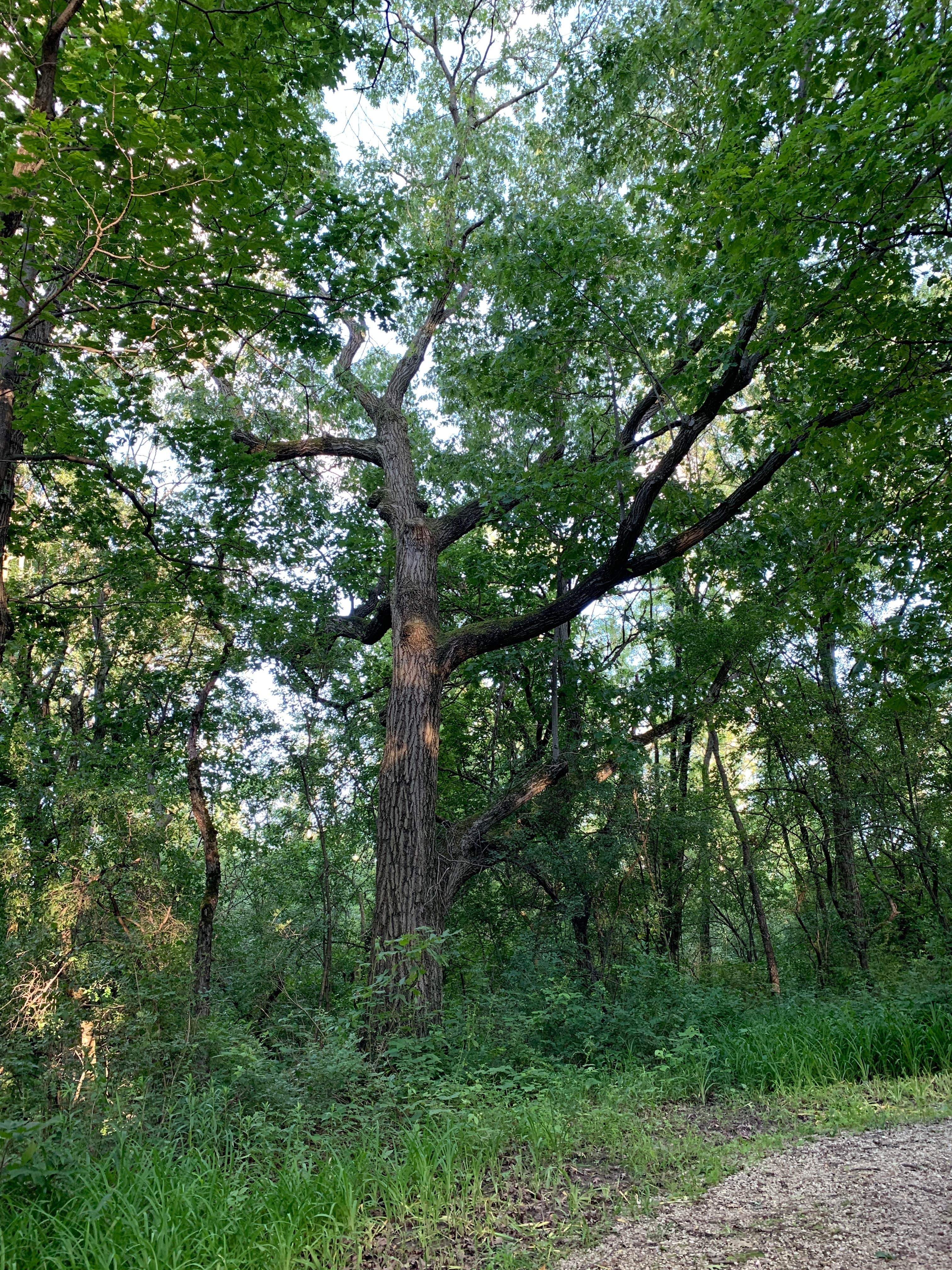 Camper-submitted photo at Camp Sullivan near Romeoville, IL