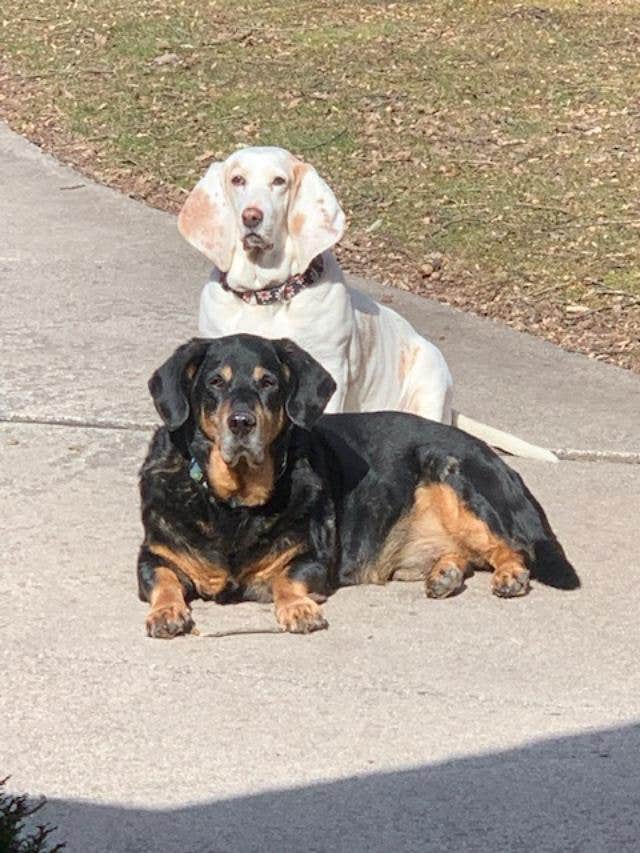 Michelle S.'s photo of camping with pets at Camp A While near Pottsville, PA