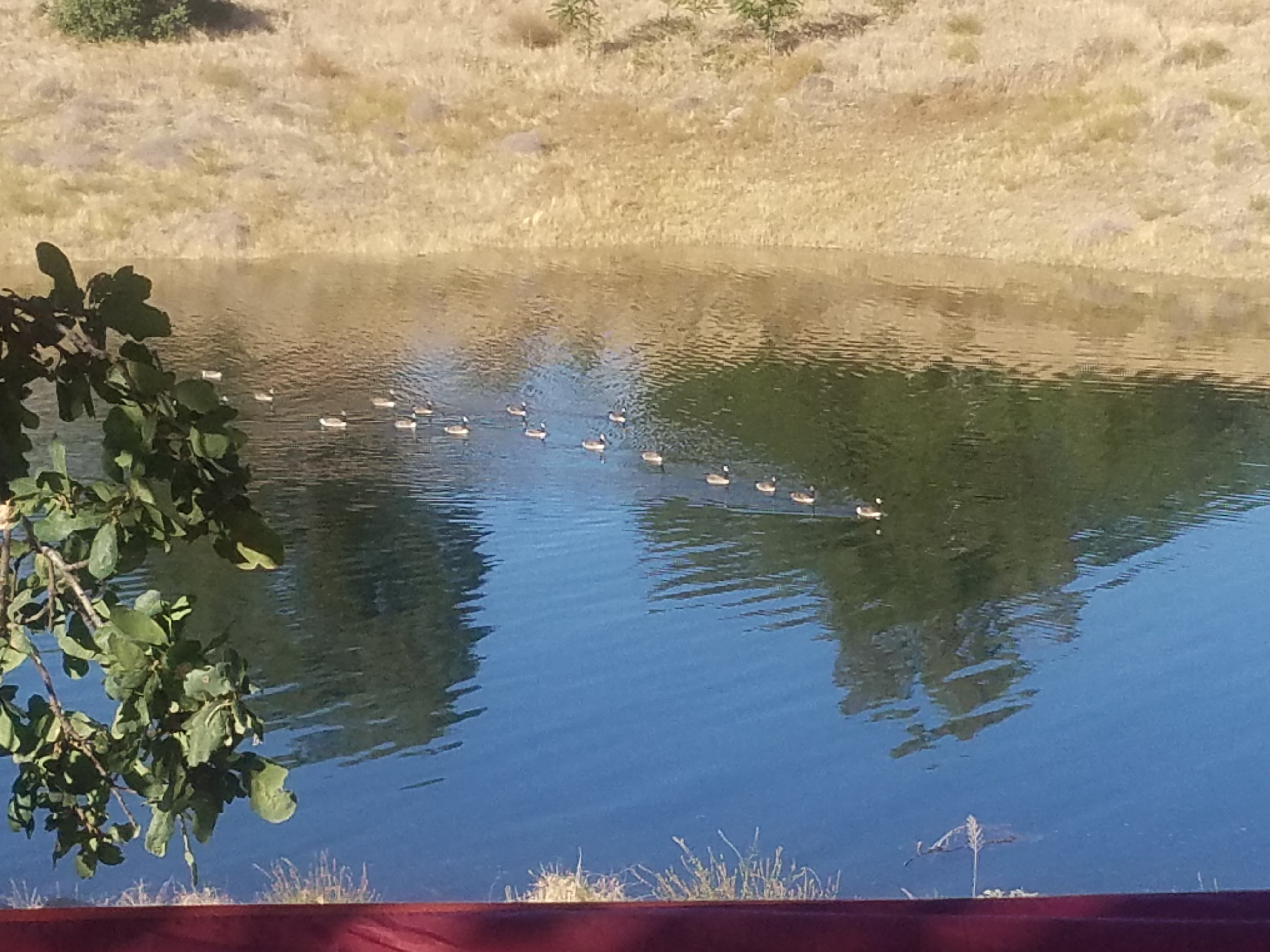 Geese swimming by our site