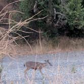 Review photo of Del Valle Regional Park by Erica K., June 28, 2019