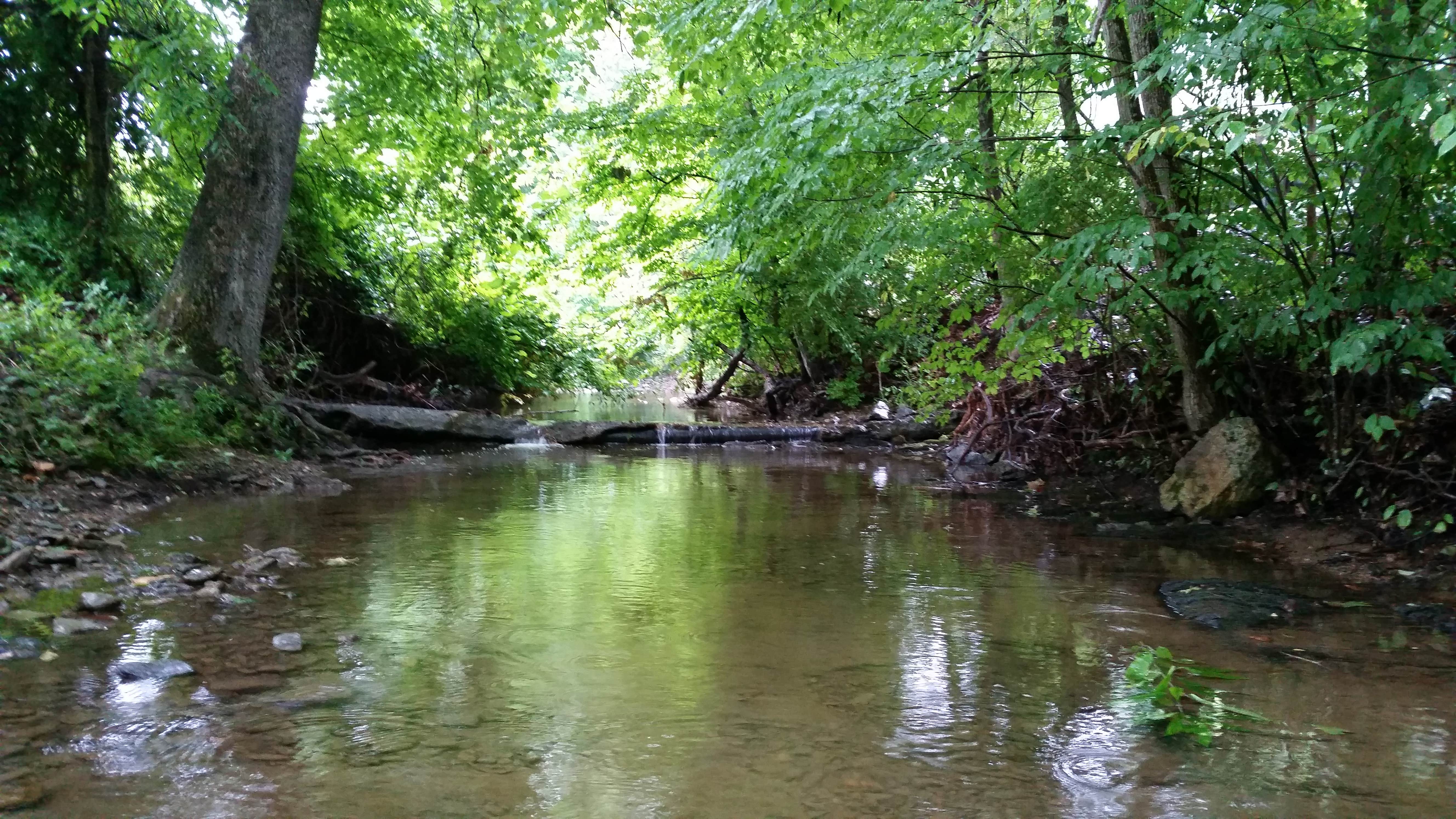 Camper submitted image from Monongahela National Forest Blue Bend Campground - 3