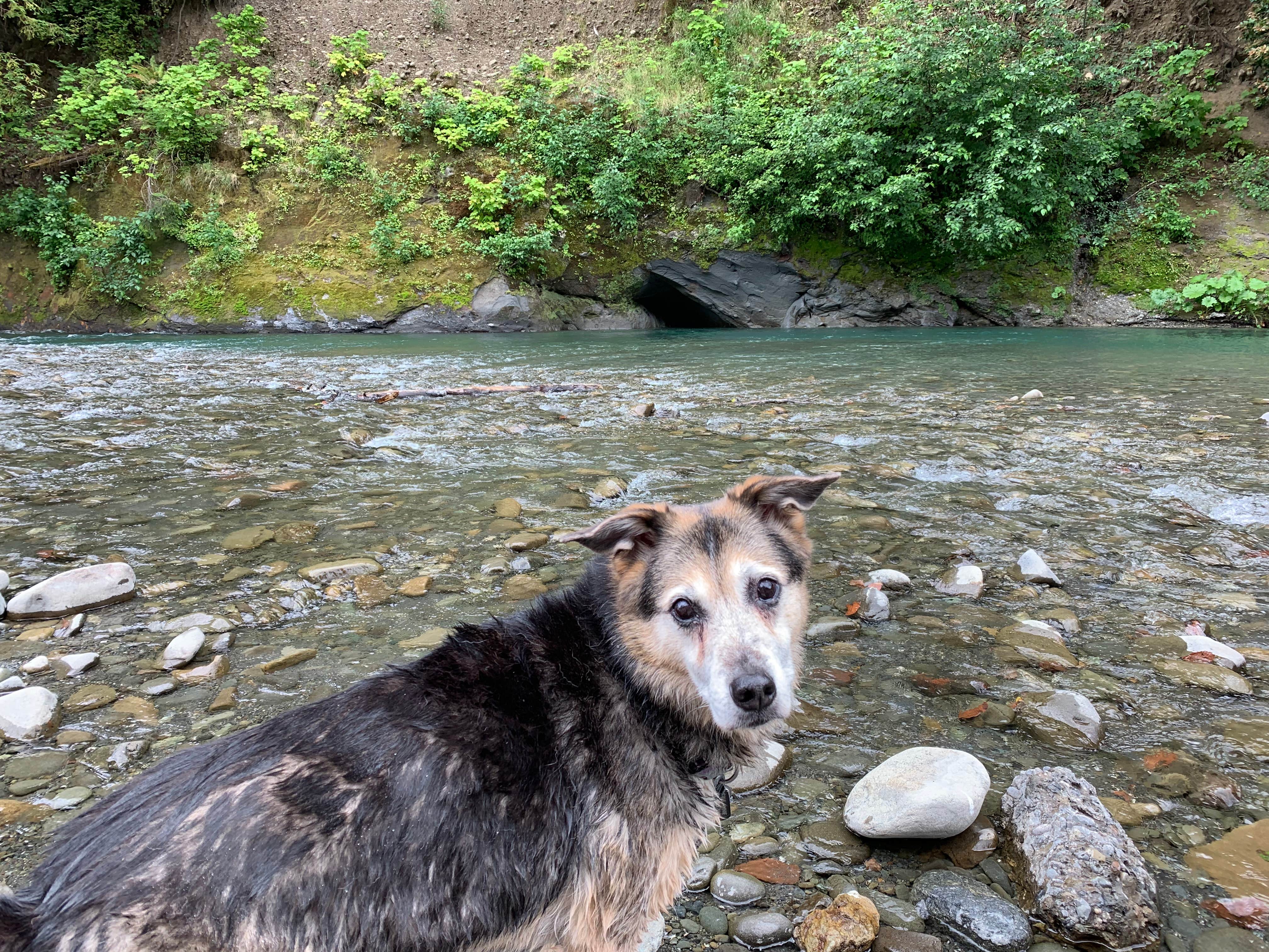 Annie M.'s photo of camping with pets at Van Duzen County Park - Pamplin Grove near Fields Landing, CA