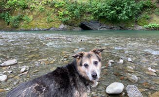 Annie M.'s photo of camping with pets at Van Duzen County Park - Pamplin Grove near King Range National Conservation Area