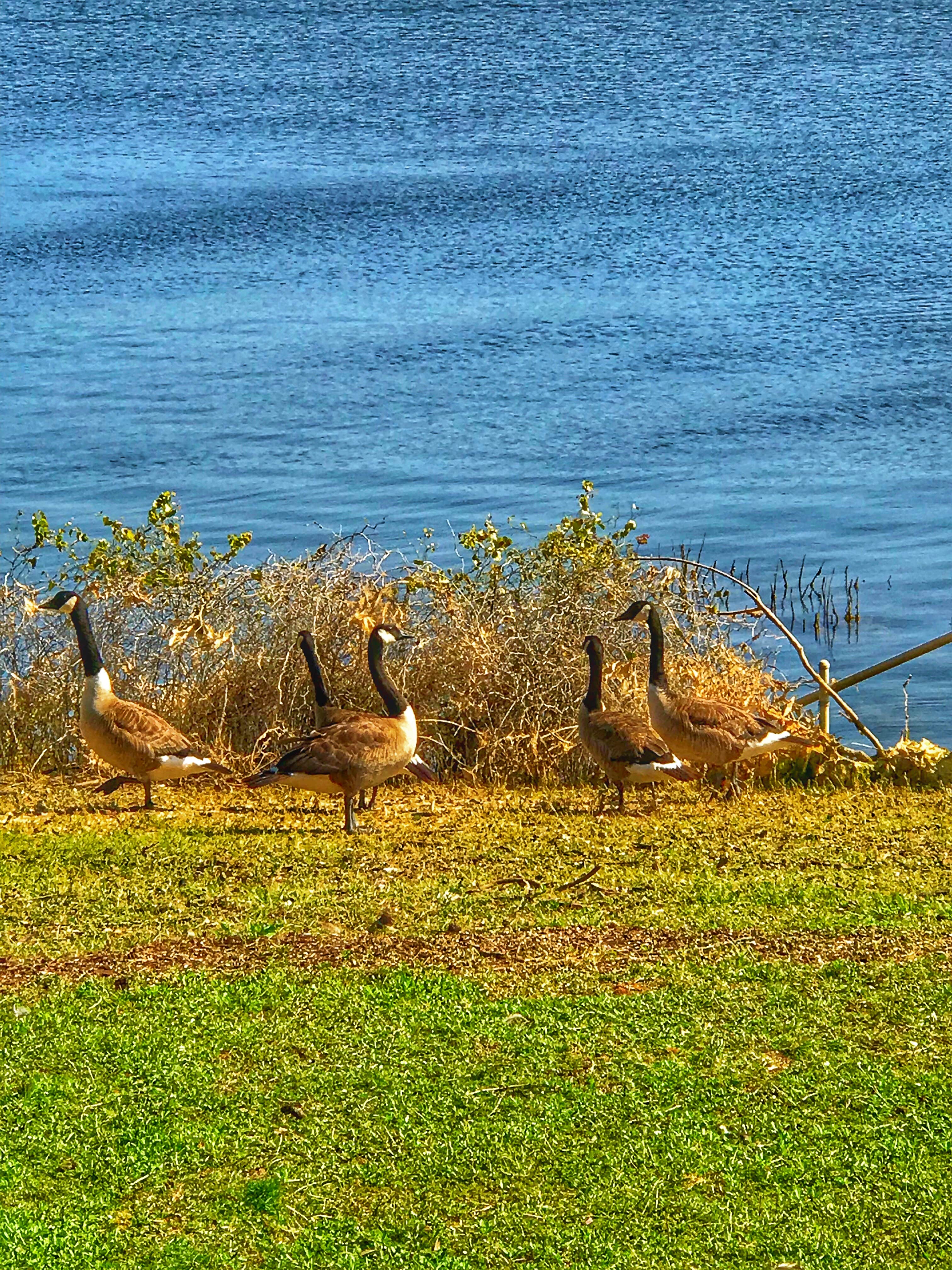 Camper-submitted photo at Lake Texoma RV Resort, LLC near Telephone, TX