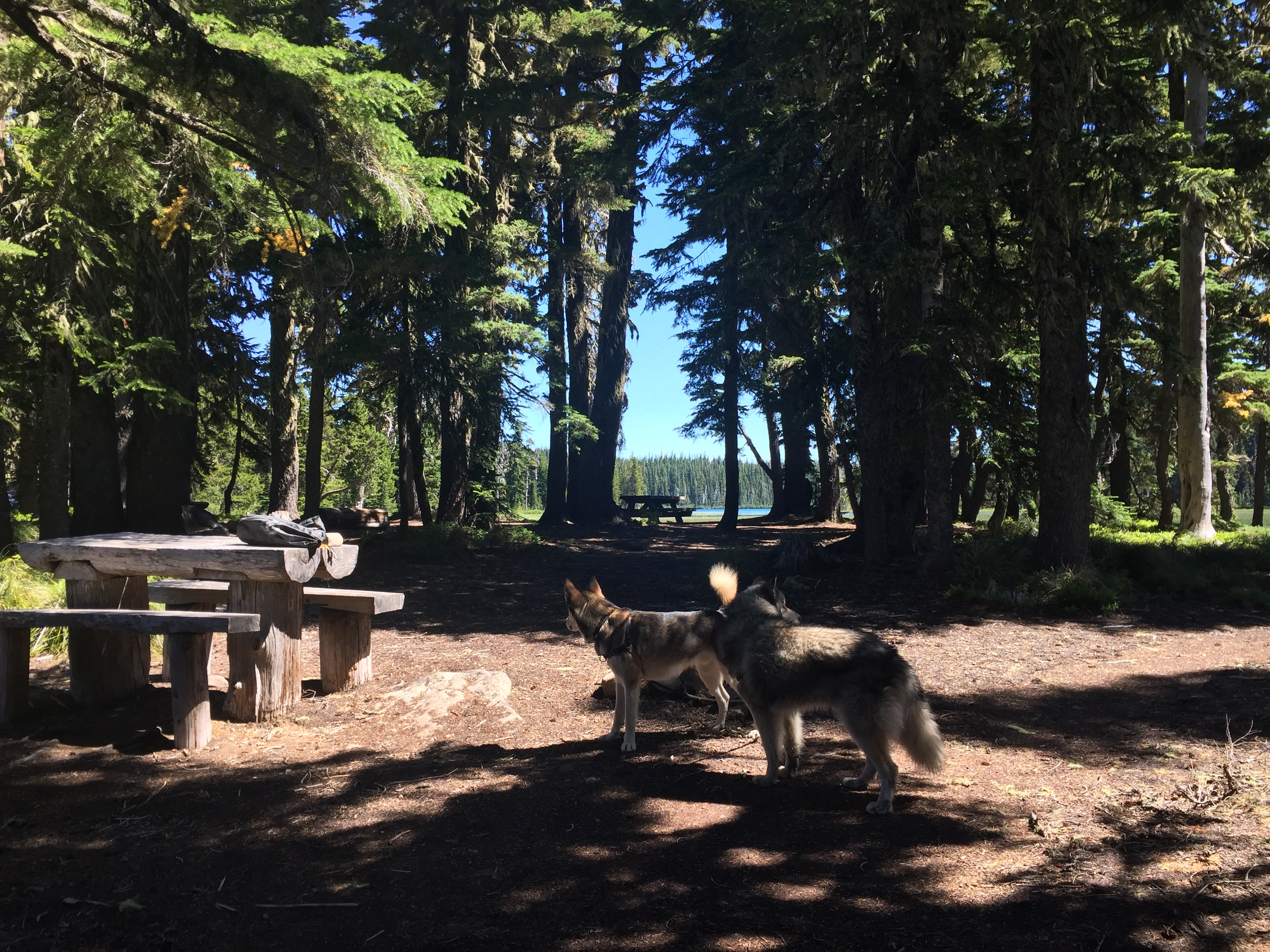 Camper submitted image from Breitenbush Lake Campground-CLOSED - 1