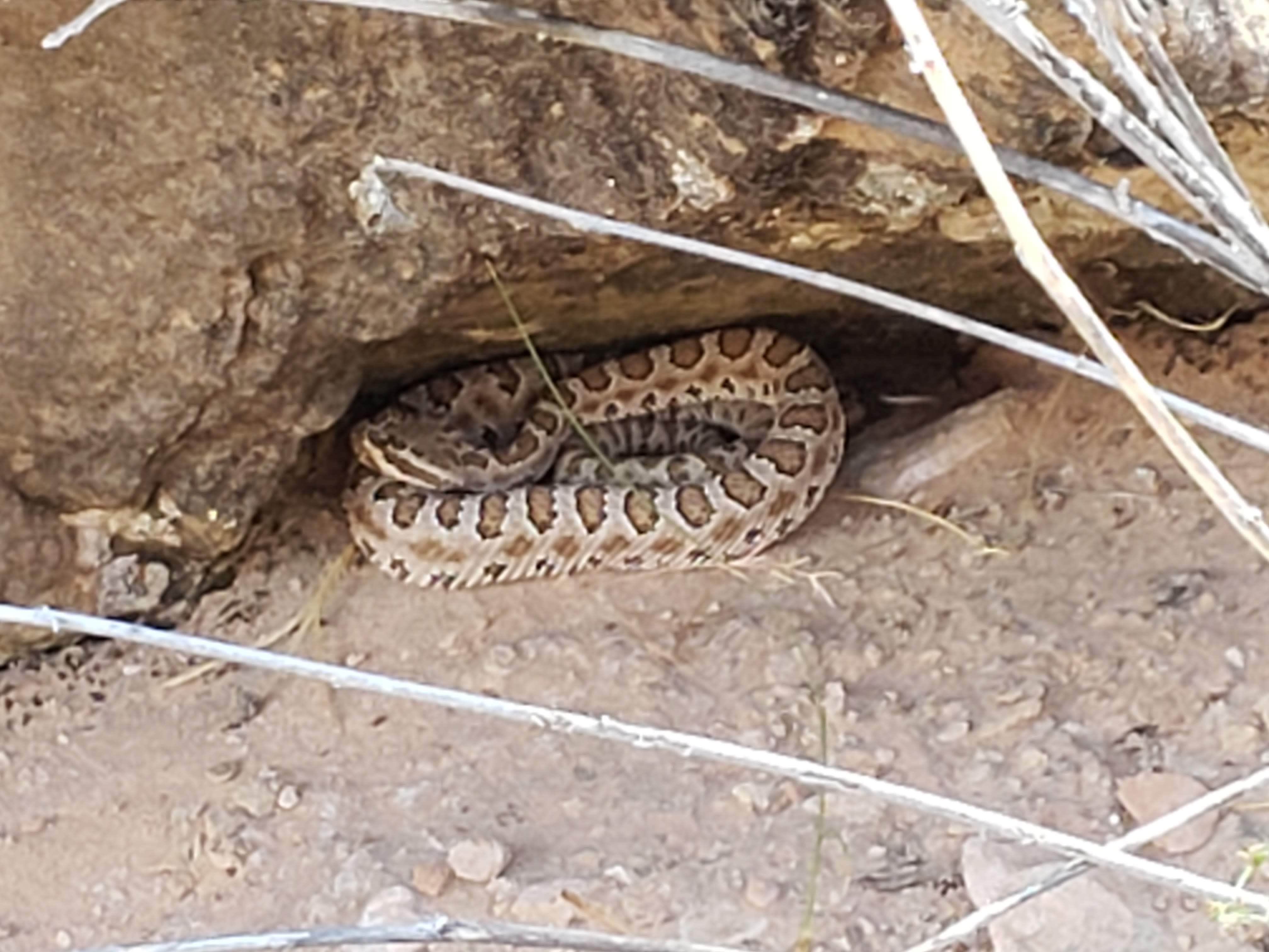 Camping near Moonshine Wash TH: Robbers Roost Primitive Campsite, Green River, Utah