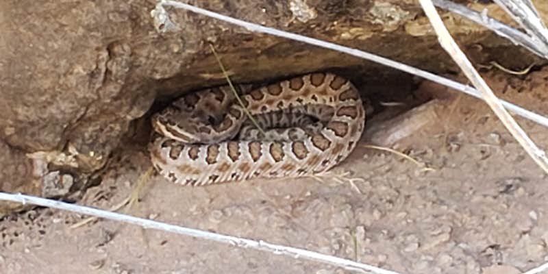 Camper submitted image from Robbers Roost Primitive Campsite