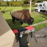 Review photo of Bridge Bay Campground — Yellowstone National Park by Chris S., June 28, 2019