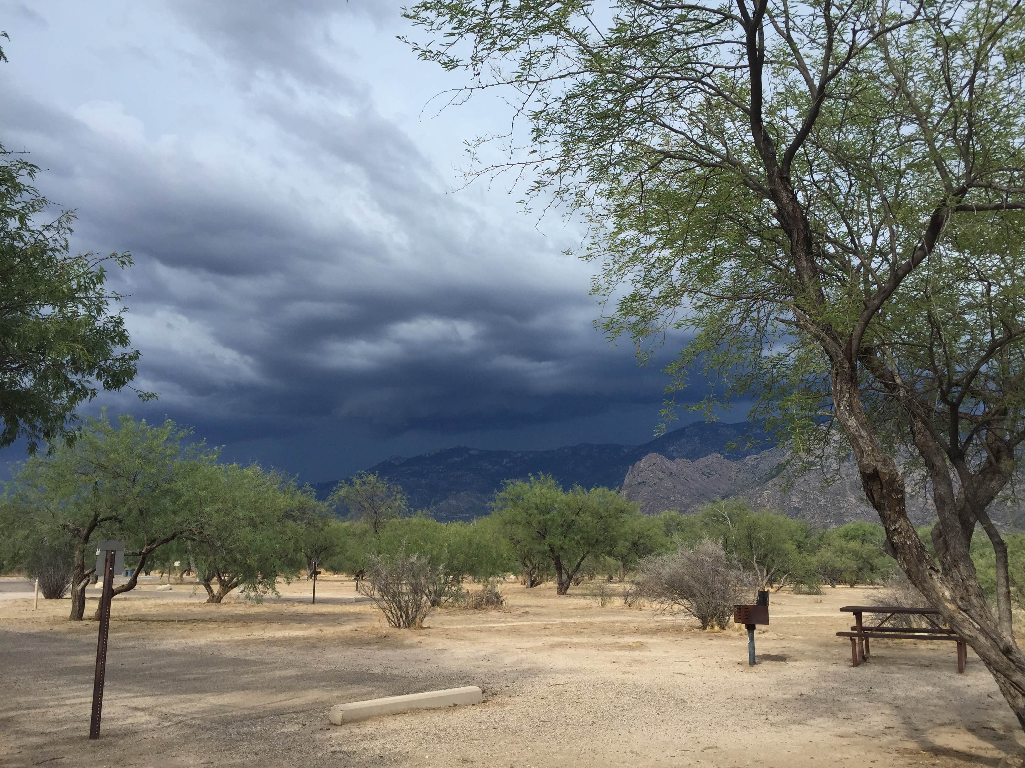 Camper submitted image from Catalina State Park Campground - 3