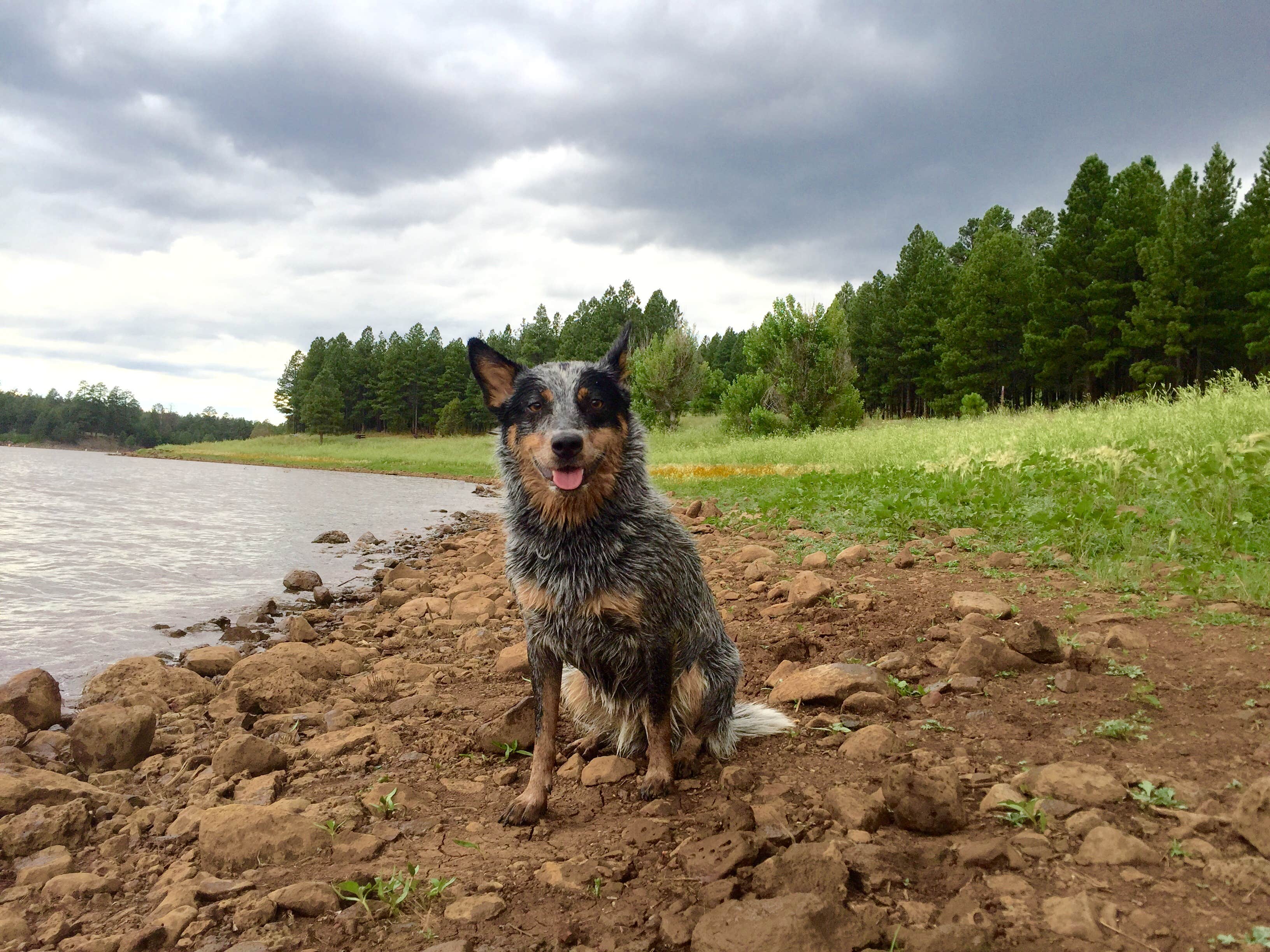 Molly G.'s photo of camping with pets at Lakeview Campground near Patagonia, AZ