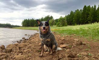 Molly G.'s photo of camping with pets at Lakeview Campground near Bisbee, AZ