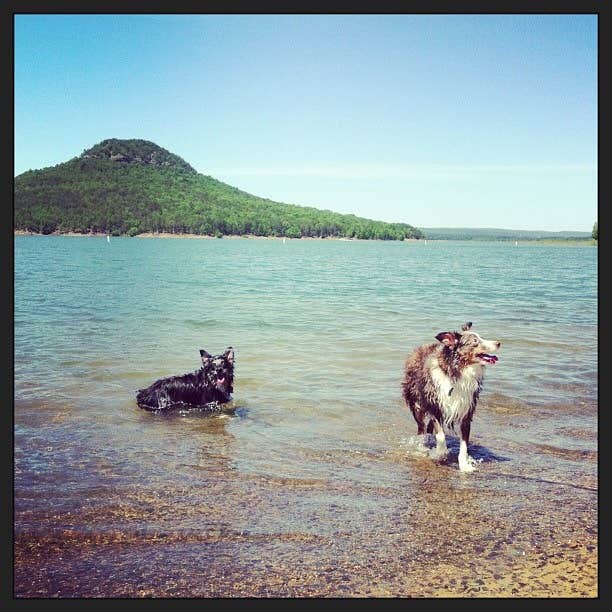 Angela M.'s photo of camping with pets at Sugar Loaf near Batesville, AR